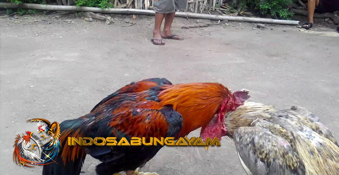 Mengenal Ayam Birma, Ayam Paling Tangguh Dunia Sabung Ayam